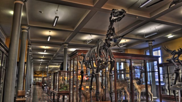 animal-skeletons-in-natural-history-museum