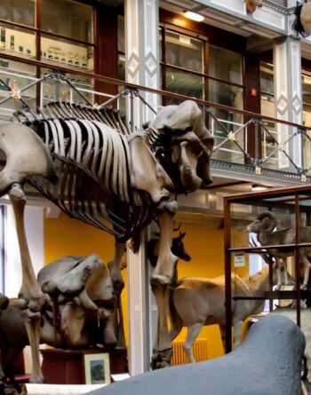 Natural History Museum