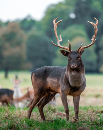 Phoenix Park