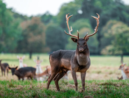 Phoenix Park Dublin (5)_master