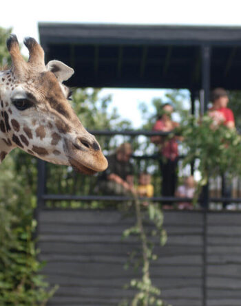 Guests observe a giraffe near hotel’s private safari terrace, surrounded by lush greenery.