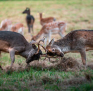 Phoenix park
