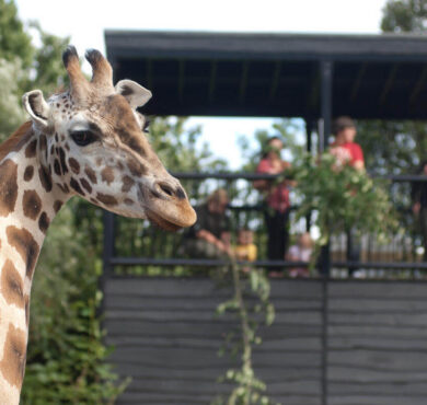 Experience giraffes up close from your hotel balcony, surrounded by lush greenery and nature views.